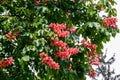 Blooming red horse-chestnut (Aesculus carnea) Royalty Free Stock Photo